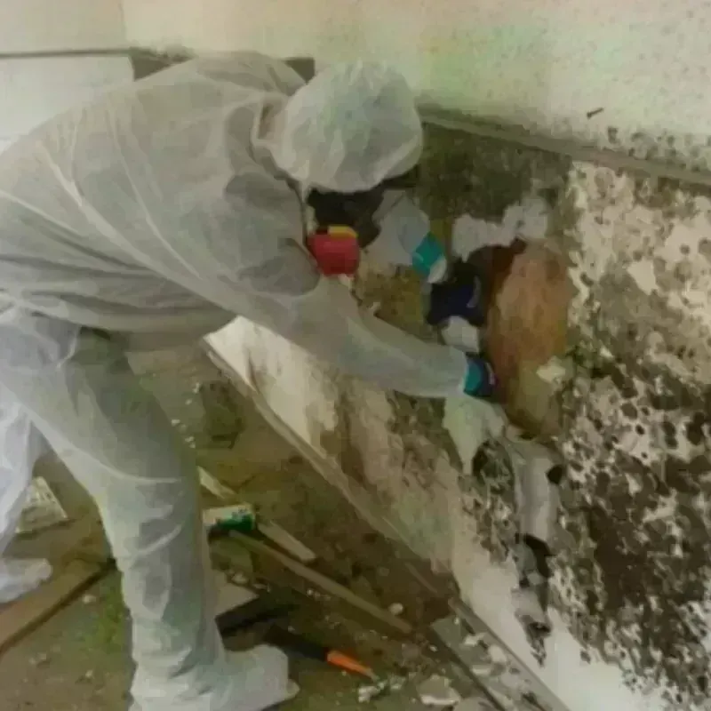 Mold Remediation and Removal in Gunnison County, CO